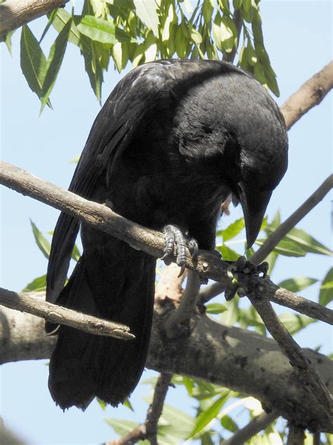 Little Raven Corvus Mellori