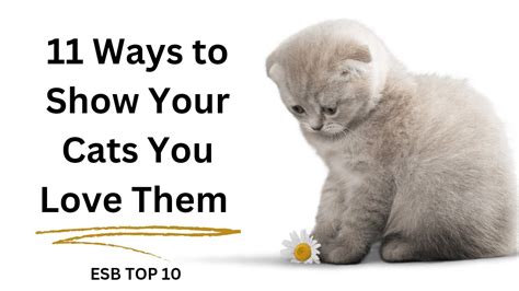 11 Ways To Show Your Cat You Love Them Esb Top 10 Cat Pet Youtube