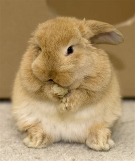 Community Post 15 Bunnies That Think They Are So Special Bunny