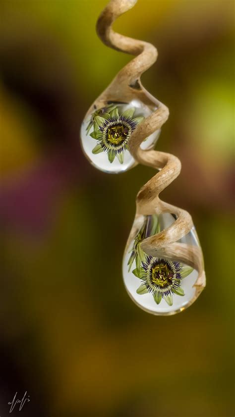Flowers Reflection In Rain Drops Jacki Soikis Photography