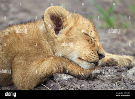 Baby Lion Sleeping Hi Res Stock Photography And Images Alamy
