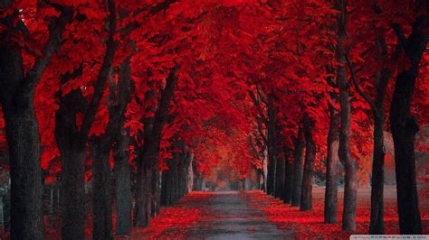 Download Bright Red Trees Contrast With The Descending Evening Sky