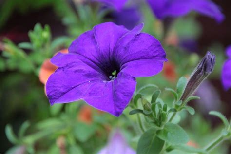 I rely on this inexpensive annual for a rabbit resistant, deer resistant. Petunia A low maintenance, deer resistant annual that ...