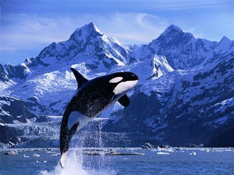 Interesting Facts About Killer Whales Also Known As Orcas Hubpages