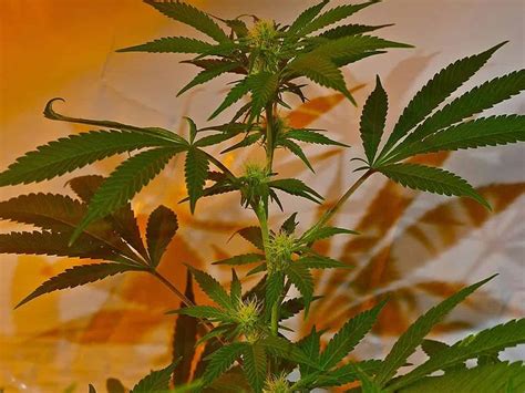 However, the acceptable temperature range can vary depending on if your cannabis plant is in a vegetative, or flowering stage of growth. The Seven Key Stages Of The Marijuana Plant Life Cycle