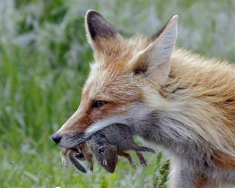 Coyotes are omnivores, but despite do coyotes eat fruits and vegetables? Wolves, Wolf Facts, Cougars, Cougar Facts, Coyotes, Coyote ...