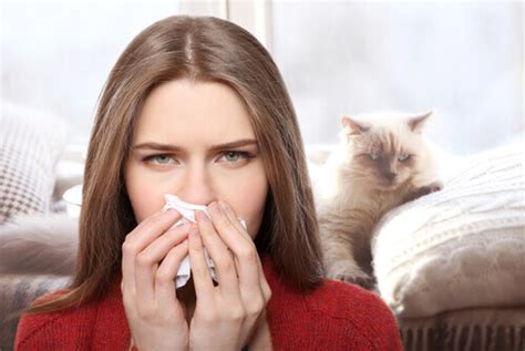 Como Tratar A Alergia A Gatos Sem Sufoco Meus Animais