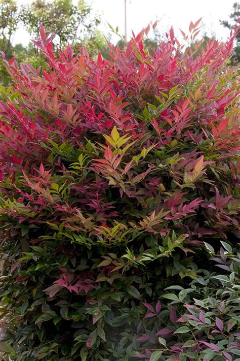 Order flowering from the arbor day foundation nursery. Obsession™ Nandina | Sunset Western Gardens | Plant ...