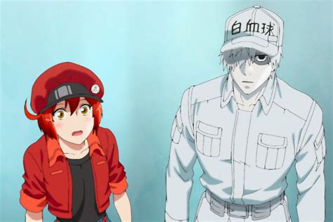 Cells At Work Season Episode Release Date Watch English Dub Online Spoilers