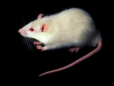 White Laboratory Rat 1 Photograph By Pascal Goetgheluckscience Photo