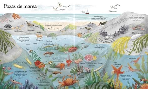 Gran Libro Ilustrado La Naturaleza Usborne Amphibia Kids