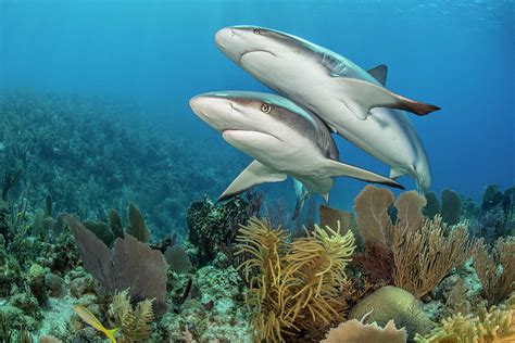 Caribbean Reef Sharks Over A Coral Reef Cuba Caribbean Photograph By