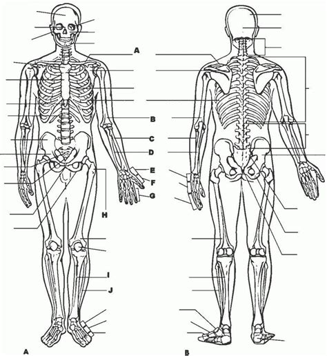 Free Printable Human Anatomy Worksheets Free Printable Human Body Worksheets Anatomy For Col
