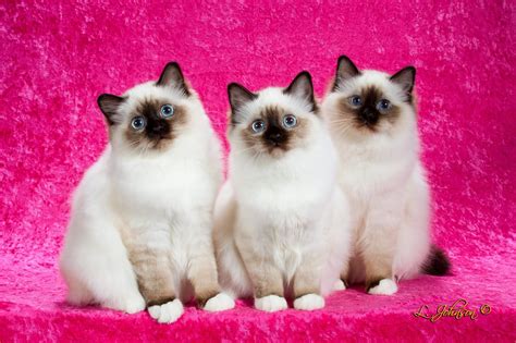 Birman Cats For Sale Ontario Purrrealdolls Cattery Ragdoll Kittens
