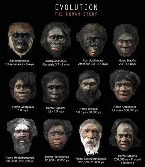 Homo Sapiens Evolution Sur Pinterest