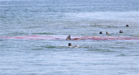 Check Out These Shark Vs Seal Photos From Provincetown