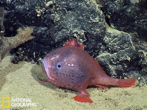 3353米深海拍摄到罕见鮟鱇鱼 神秘的地球 科学自然地理探索
