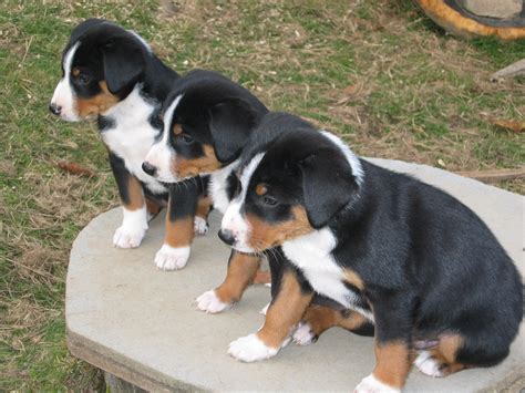 Appenzeller Sennenhund Puppies Rescue Pictures Information