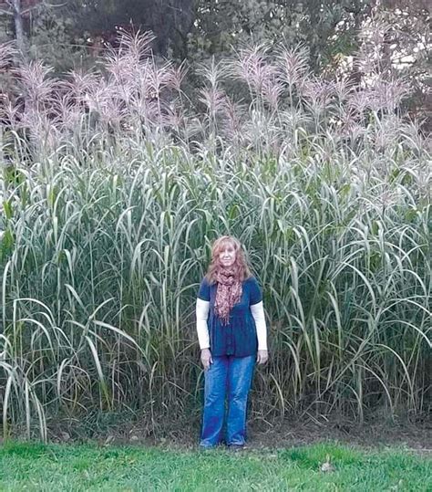 Many people think of boxwood as a. Growing up to 14' tall, Miscanthus Giganteus grass works ...