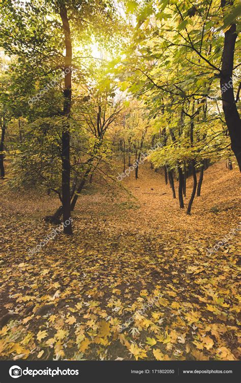 Beautiful Autumn Forest — Stock Photo © Viktoriasapata 171802050