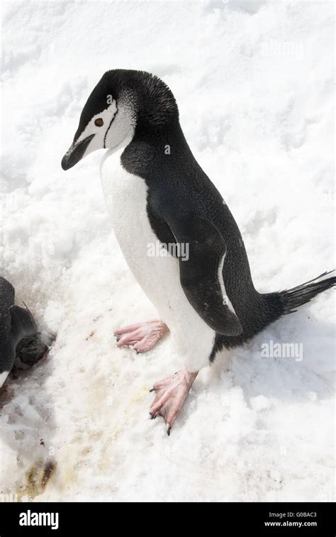Antarctic Penguin In The Snow Stock Photo Alamy