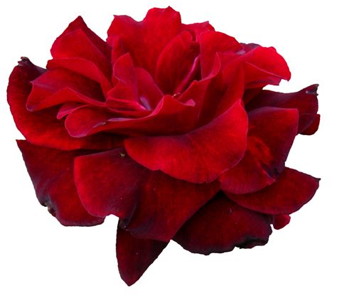 Download High Quality Transparent Flower Red Transparent Png Images