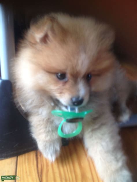 Looking To Breed This Lovely Pomeranian Dog Stud Dog Nottinghamshire