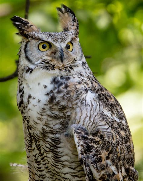 Great Horned Owl Raptor Photography Class At The Mn Landsc Flickr