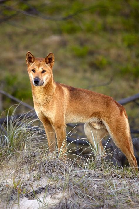 Around 300 Dingos Live On Fraser Island In Queensland Australia At