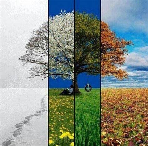 Four Seasons One Tree Seasons Art Seasons Time Photography