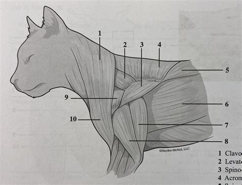 Dorsal Cat Shoulder Diagram Quizlet