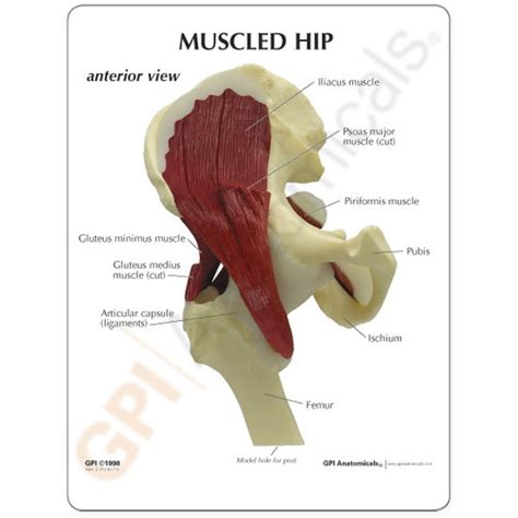 Muscled Hip With Sciatic Nerve Model Clinical Charts And Supplies