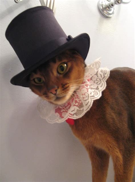 Catsparella Fashion Forward Felines Wear Catatelier