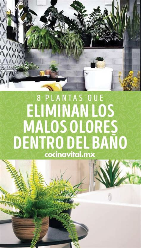 10 Plantas Que Puedes Tener En La Sombra Para Decorar Tu Casa Artofit