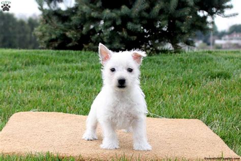 West Highland Terrier Puppies For Sale Greenfield Puppies