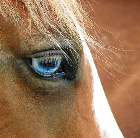Blue Eyed Blond Horses Most Beautiful Horses Pretty Horses