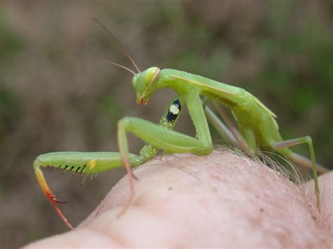Invasives Archives Ecobeneficial Praying Mantis Scary Photos