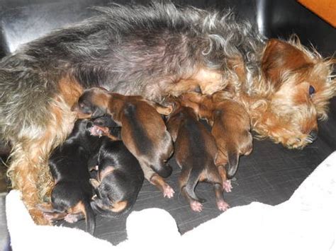 Yorkie poos are small, smart and non shedding. Dorkie (Dachshund Yorkie Mix) Dog Breed Information ...