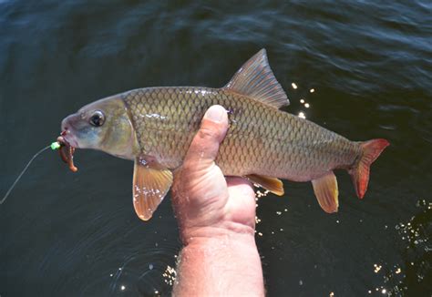 Fishing Reports Grand Rapids Minnesota August 2012