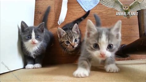 Top Kittens Meowing 🔴 Best Of Cute Kittens Meowing