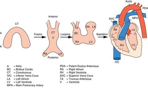 Heart And Vascular System Obgyn Key