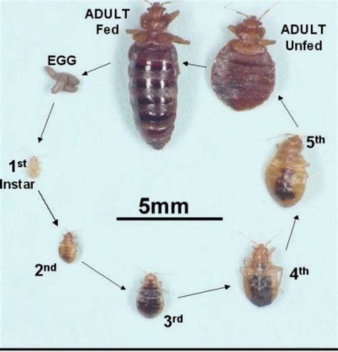 Termites Vs Bed Bugs Whats The Difference