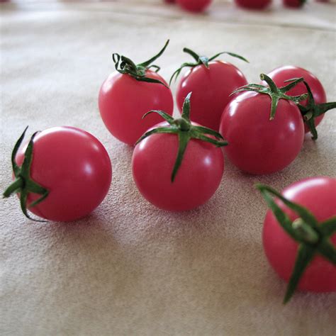 Sweet Treats Hybrid Tomato Cherrygrape Tomato Seeds Totally Tomatoes