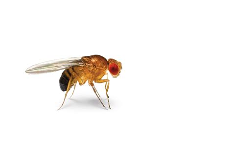 Fruit Fly Face Off Rescue