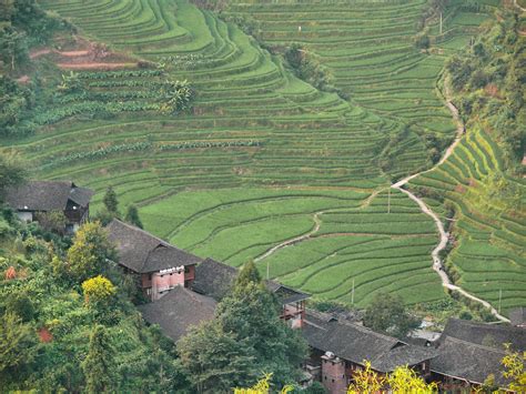Path Dazhai Village Area Longsheng Longji Rice Terraces Flickr