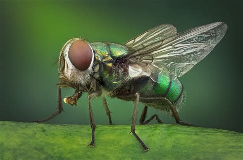 Beautiful And Bizarre Macro Photos Of Bugs Gallery
