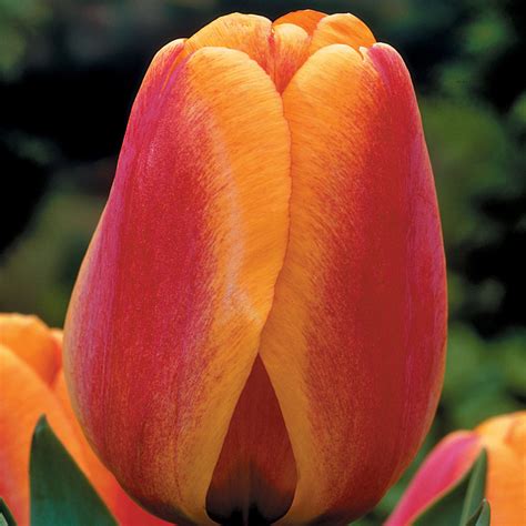 Tulip Apeldoorn Elite J Parker Dutch Bulbs