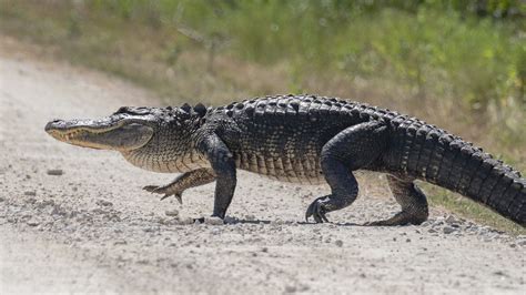 The Difference Between An Alligator And A Crocodile Southern Living