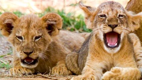 Adorable Lion Moments Top 5 Bbc Earth