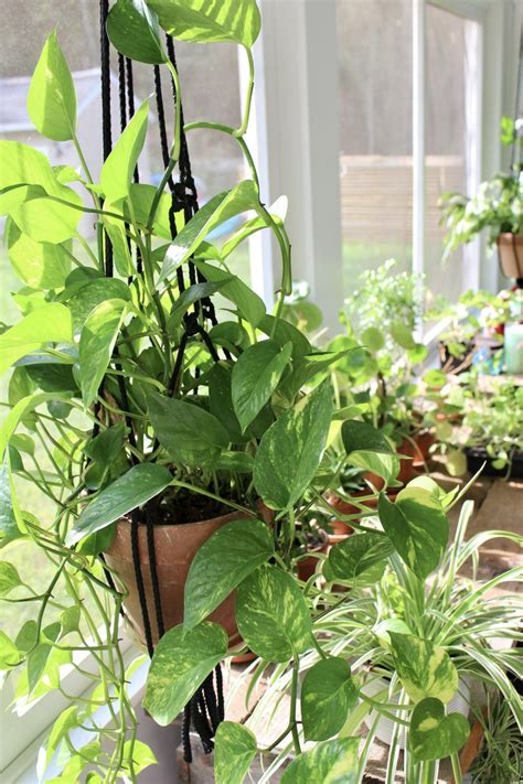 A Beginners Guide To Growing Houseplants Simply Rooted Farmhouse